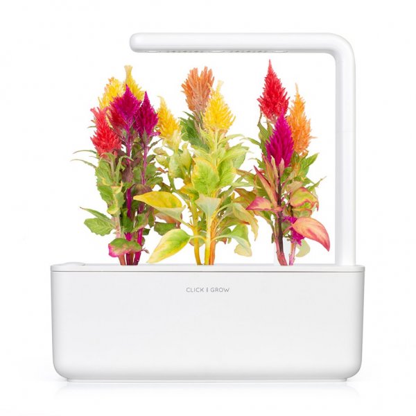 Click and Grow Smart Garden täyttöpakkaus 3 kpl - Plymört