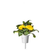 Click and Grow Smart Garden täyttöpakkaus 3 kpl - kehäkukka