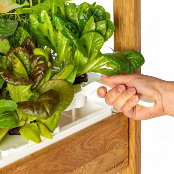 Click and Grow 25 - Valkoinen (Salad Greens 54x pakkaus)