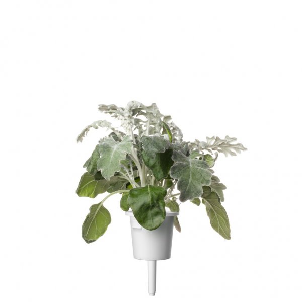 Click and Grow Smart Garden täyttöpakkaus 3 kpl - hopeatammi
