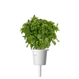 Click and Grow Smart Garden täyttöpakkaus 3 kpl - Hienolehtinen basilika