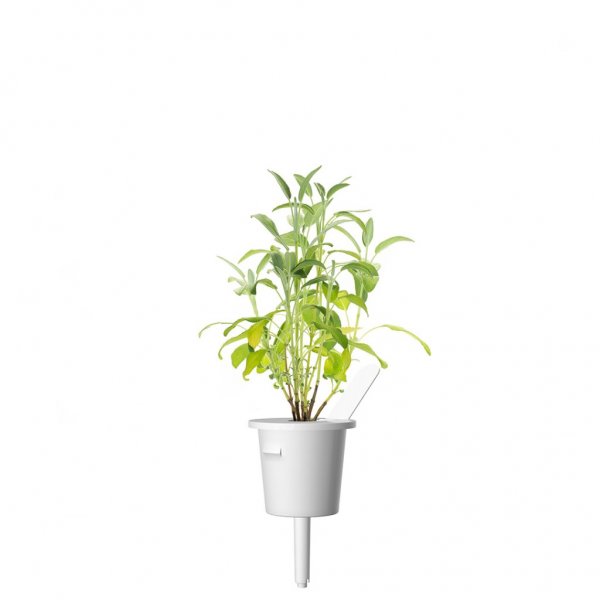 Click and Grow Smart Garden Täyttöpakkaus 3 kpl - Salvia