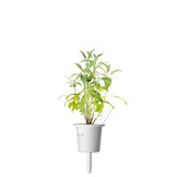 Click and Grow Smart Garden Täyttöpakkaus 3 kpl - Salvia