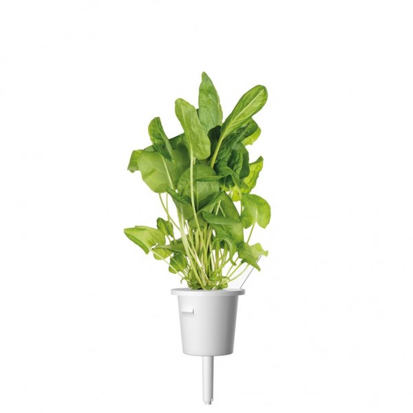 Click and Grow Smart Garden Refill 3-pack - Metsäapila