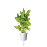 Click and Grow Smart Garden Refill 3-pack - Metsäapila