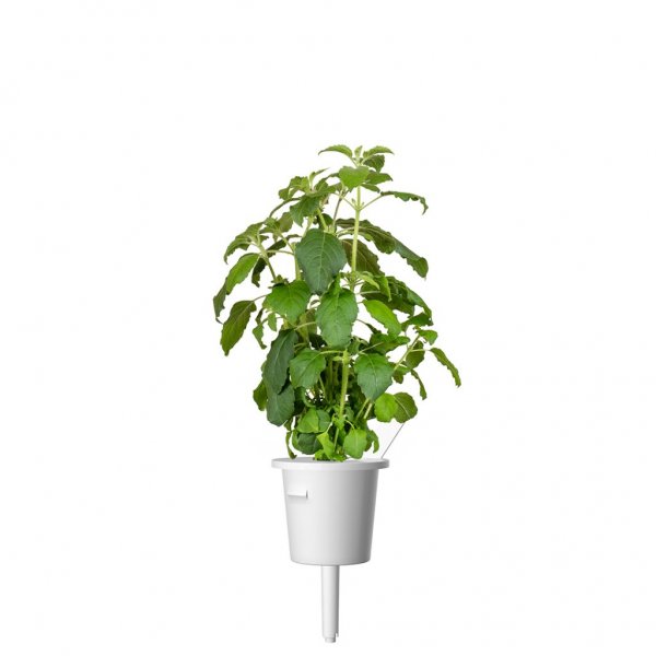 Click and Grow Smart Garden täyttöpakkaus 3 kpl - Pyhä basilika