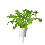 Click and Grow Smart Garden Refill 3-pack - Lehtisinapin täyttöpakkaus