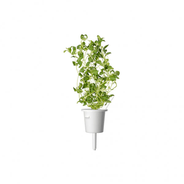 Click and Grow Smart Garden täyttöpakkaus 3 kpl - Meirami
