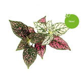 Click and Grow Smart Garden Refill 3-pack - Kirjavalehti
