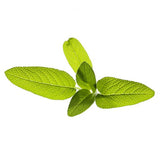 Click and Grow Smart Garden Täyttöpakkaus 3 kpl - Salvia