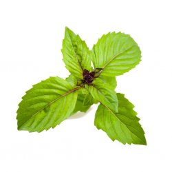 Älypuutarhan Täyttöpakkaus 3kpl - Kanelibasilika