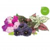Smart Garden Refill 9-pack livlig blomstermix